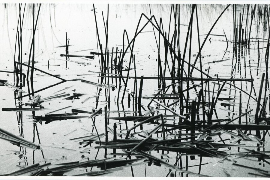 Broderie de Roseaux en Sologne, Compagne de Massy, „Creation Photographique“, 18 bis, rue Gambetta, Massy